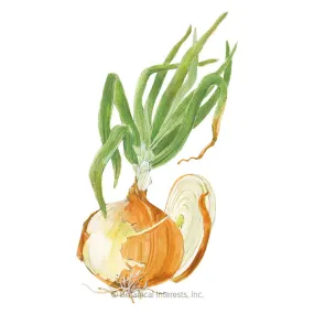 Texas Early Grano Bulb Onion Seeds